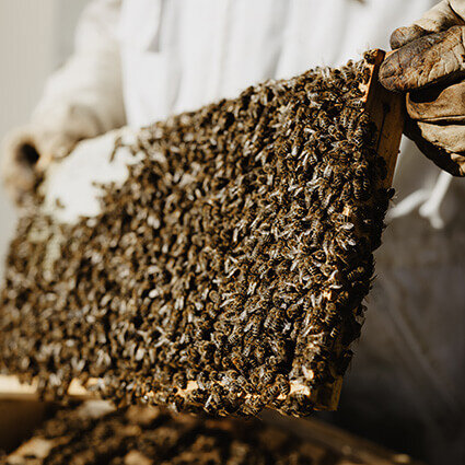 Nahaufnahme eines Imkers in Schutzkleidung, der eine Bienenwabe voller Bienen hält.