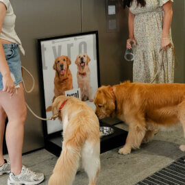 Dog-Station_9zu16_2